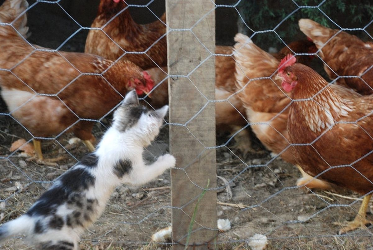 Kedi ile Tavukların Dostluğu