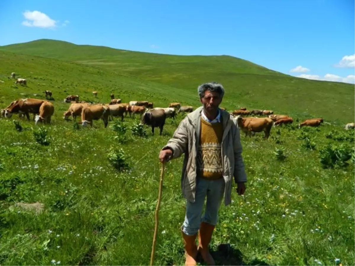 Posof Yaylalarında Hareketlilik Başladı