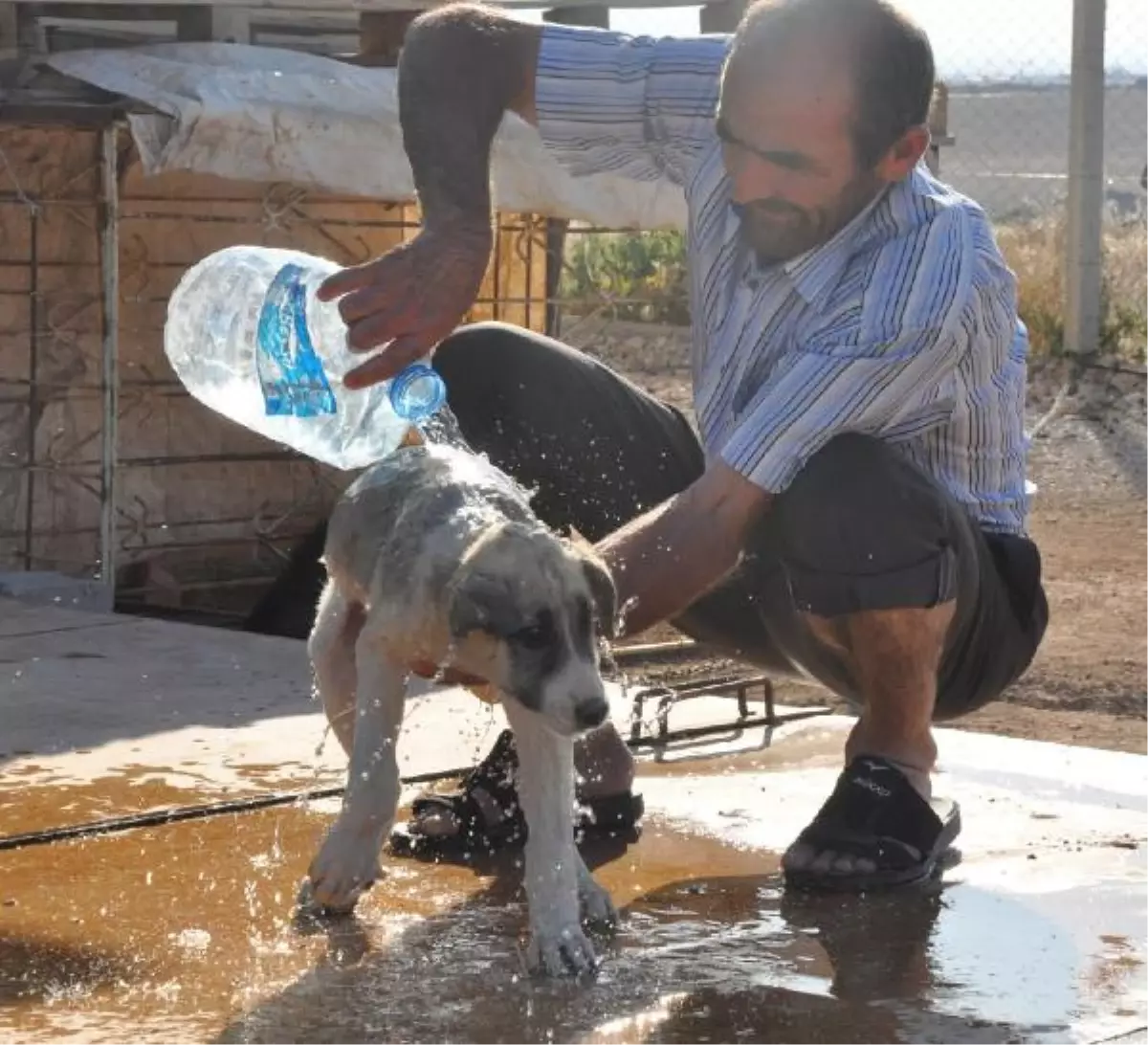 Sıcaklar Köpekleri de Etkiledi