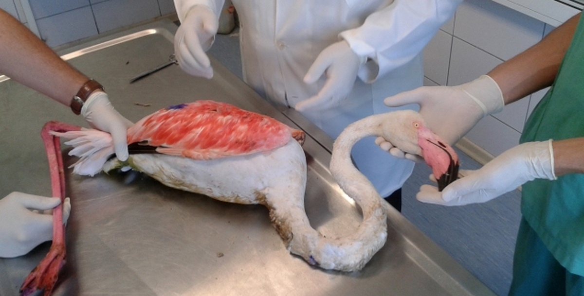 Yaralı Flamingoyu Mehmetçik Kurtardı