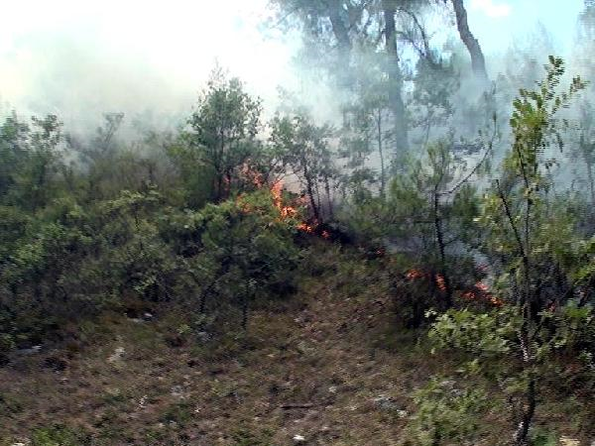 Ormanı Yangınıyla İlgili Bir Kişi Gözaltına Alındı