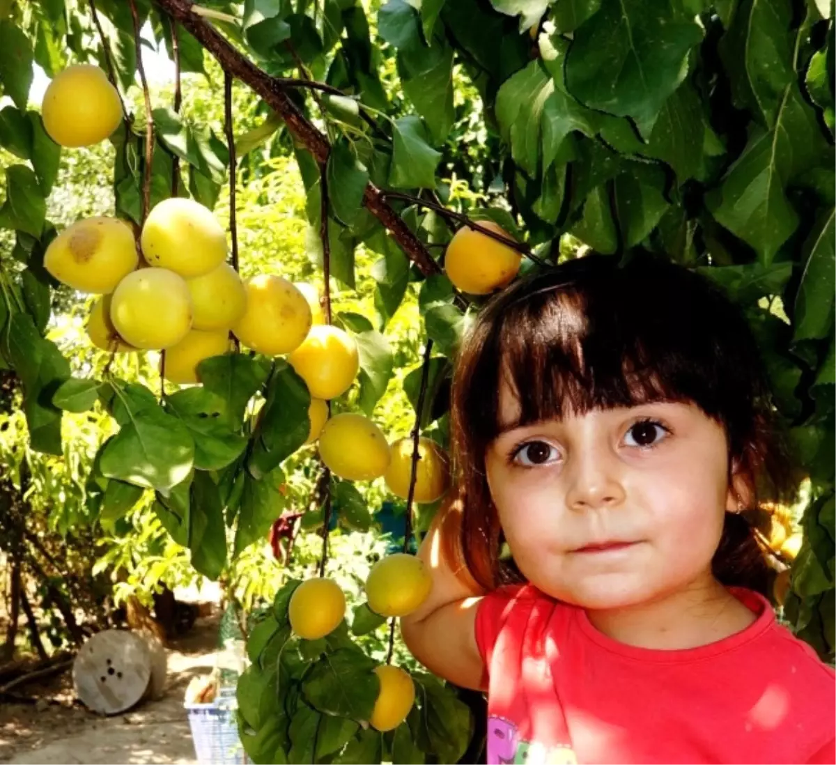 Sarıgöl\'de Kayısı ve Şeftali Bolluğu Sevindirdi