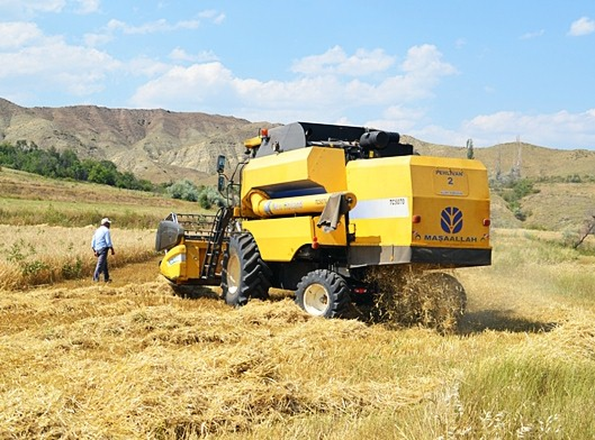 Tosya\'da Buğday ve Arpa Hasadı Başladı