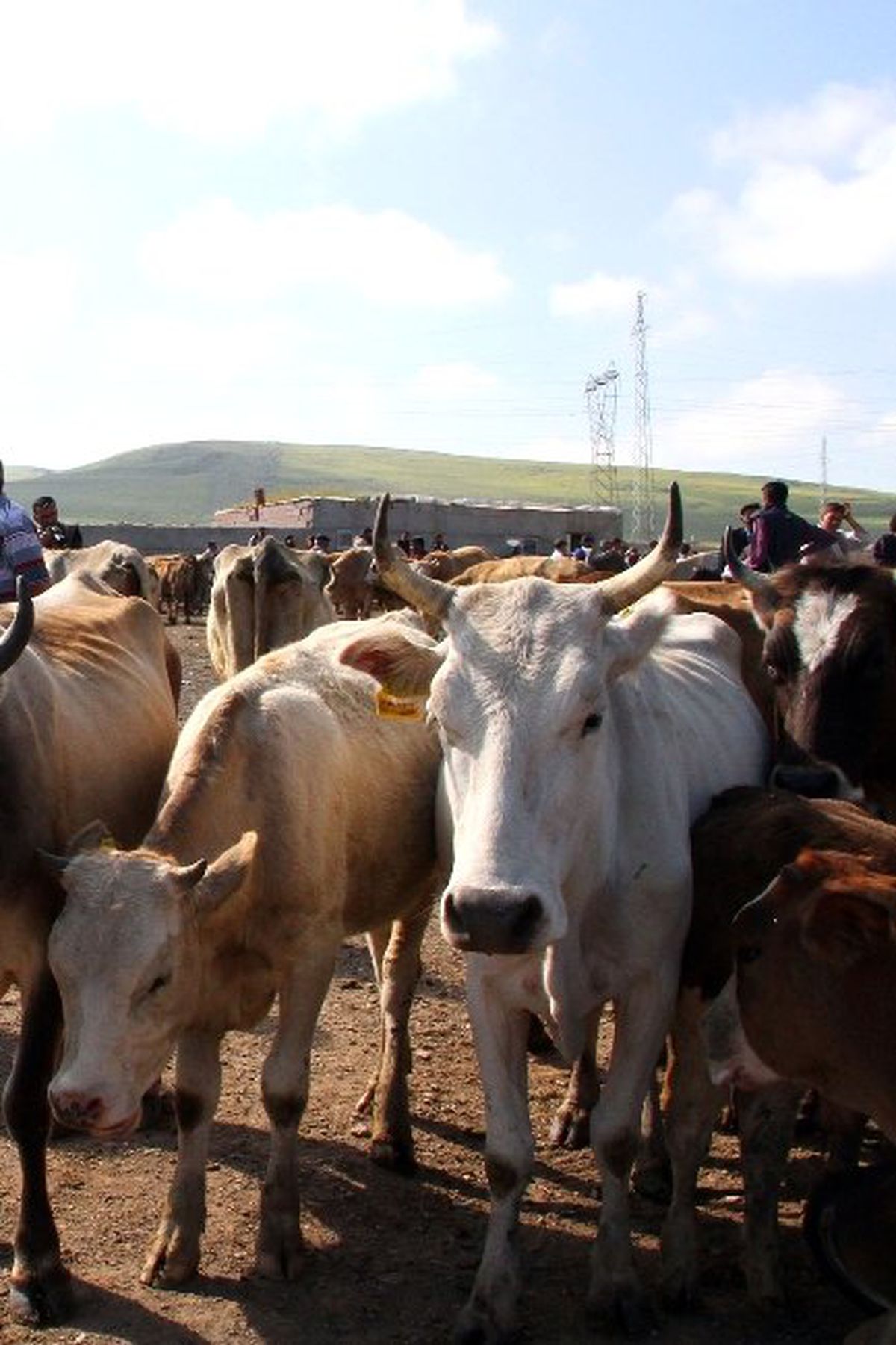 Ardahan\'da Şap Karantinası Kısmen Kaldırıldı
