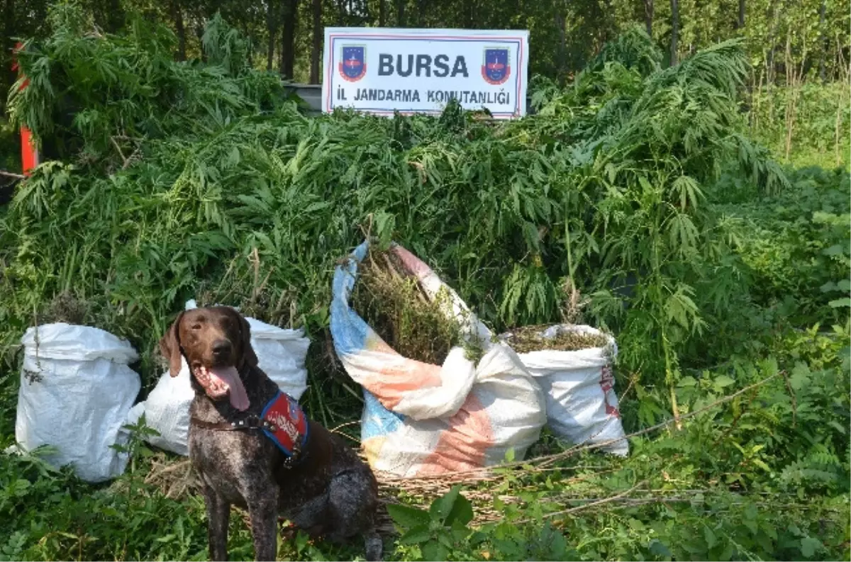 22 Bin 740 Gram Kubar Esrar Ele Geçirildi