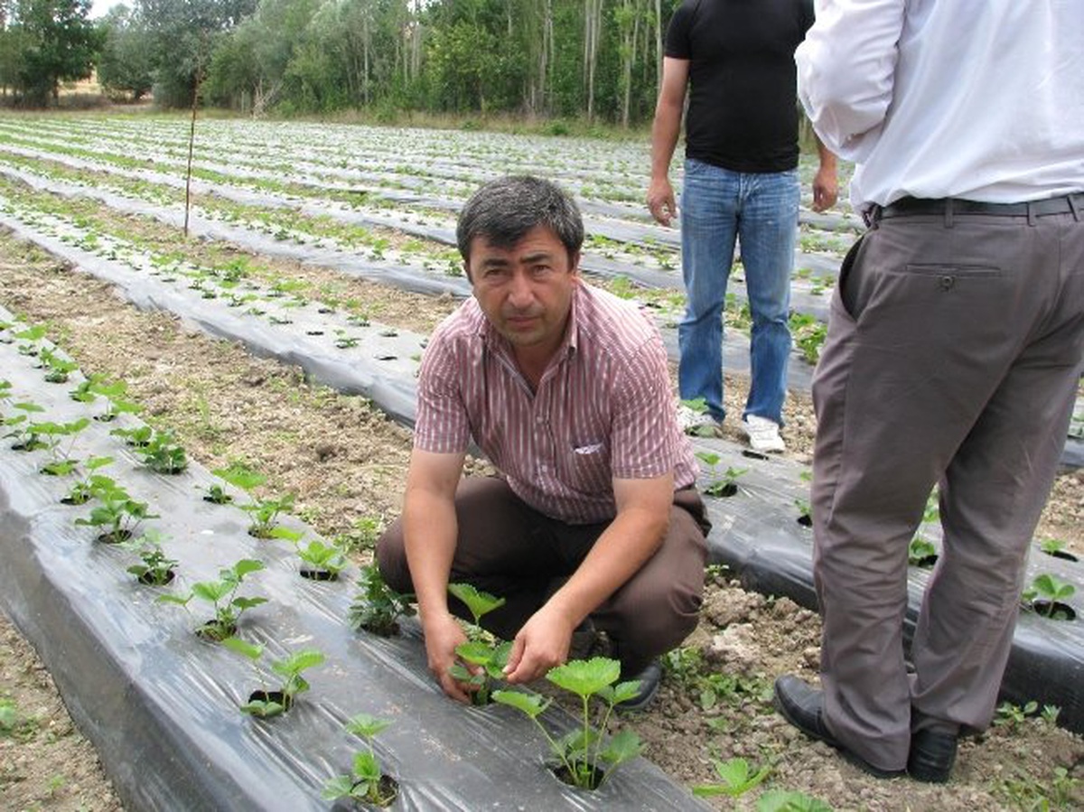Sorgun\'da Bu Yıl İlk Kez Çilek Ekimi Yapıldı