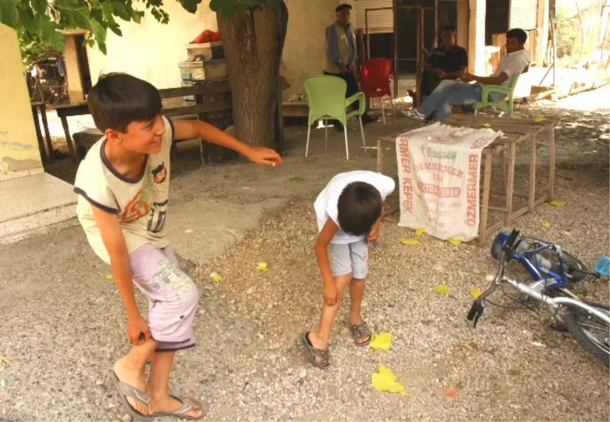 Tatarcık Sineği Mahalleyi Hastanelik Etti