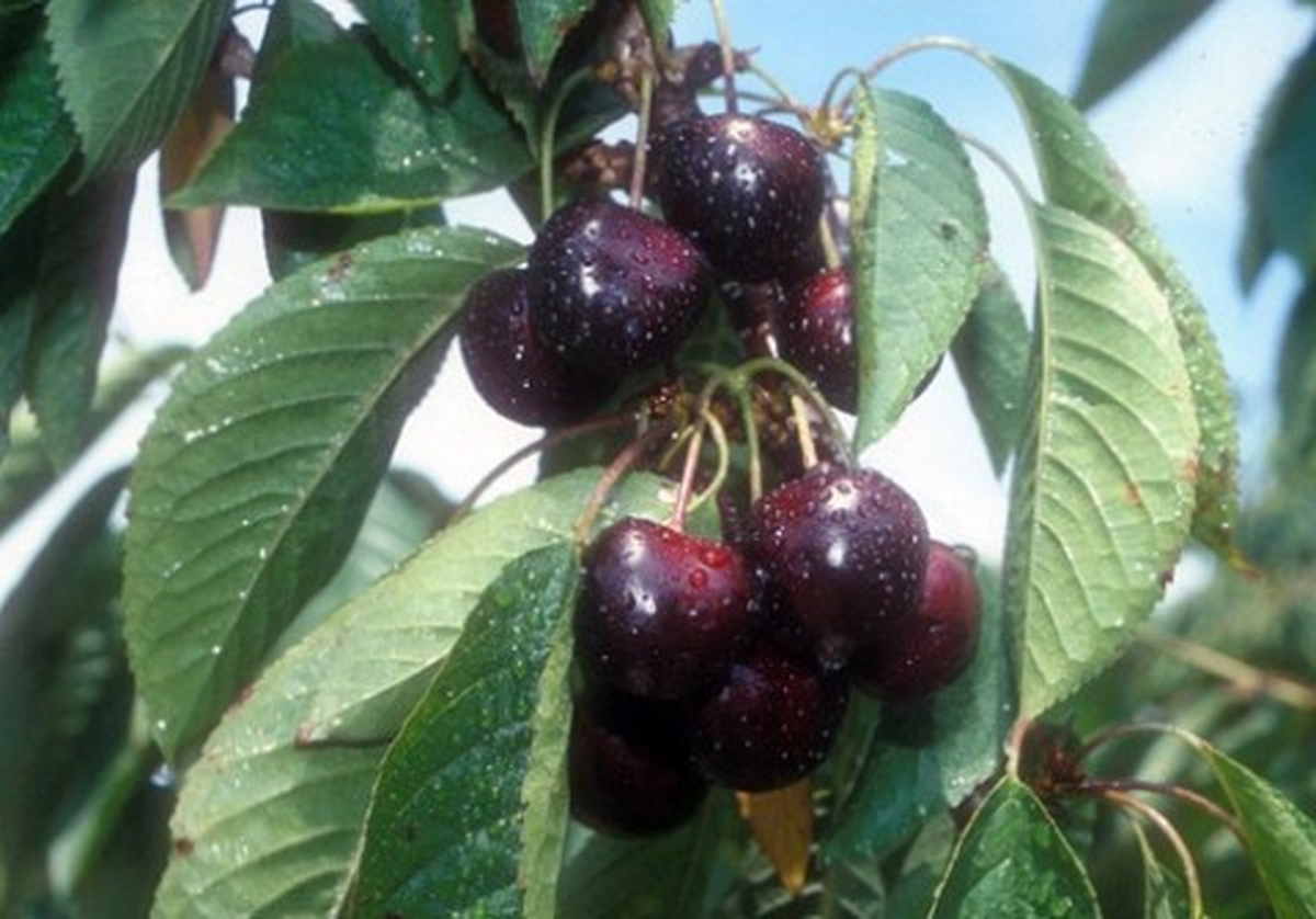 Kozmetik Firmalarının Kirazı Sultandağı\'ndan