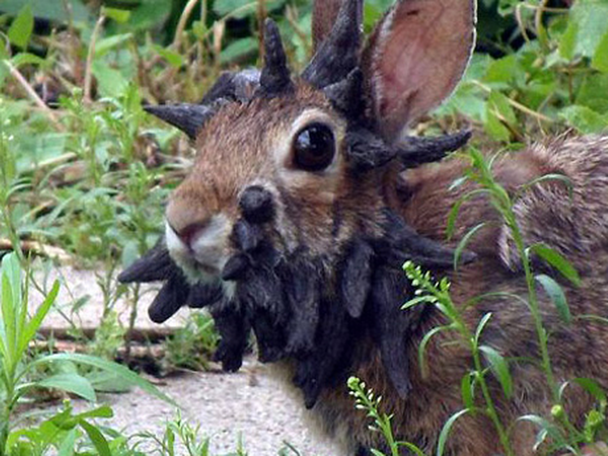 Boynuzlu Tavşan Hayrete Düşürdü!
