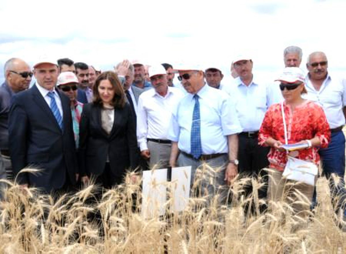 Korumalı Tarım Sistemi Projesinde Hasat Zamanı