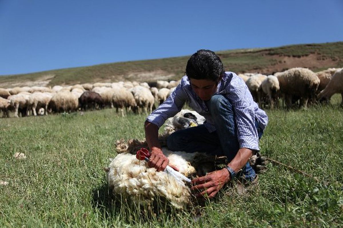 Koyun Kırkma Sezonu Başladı