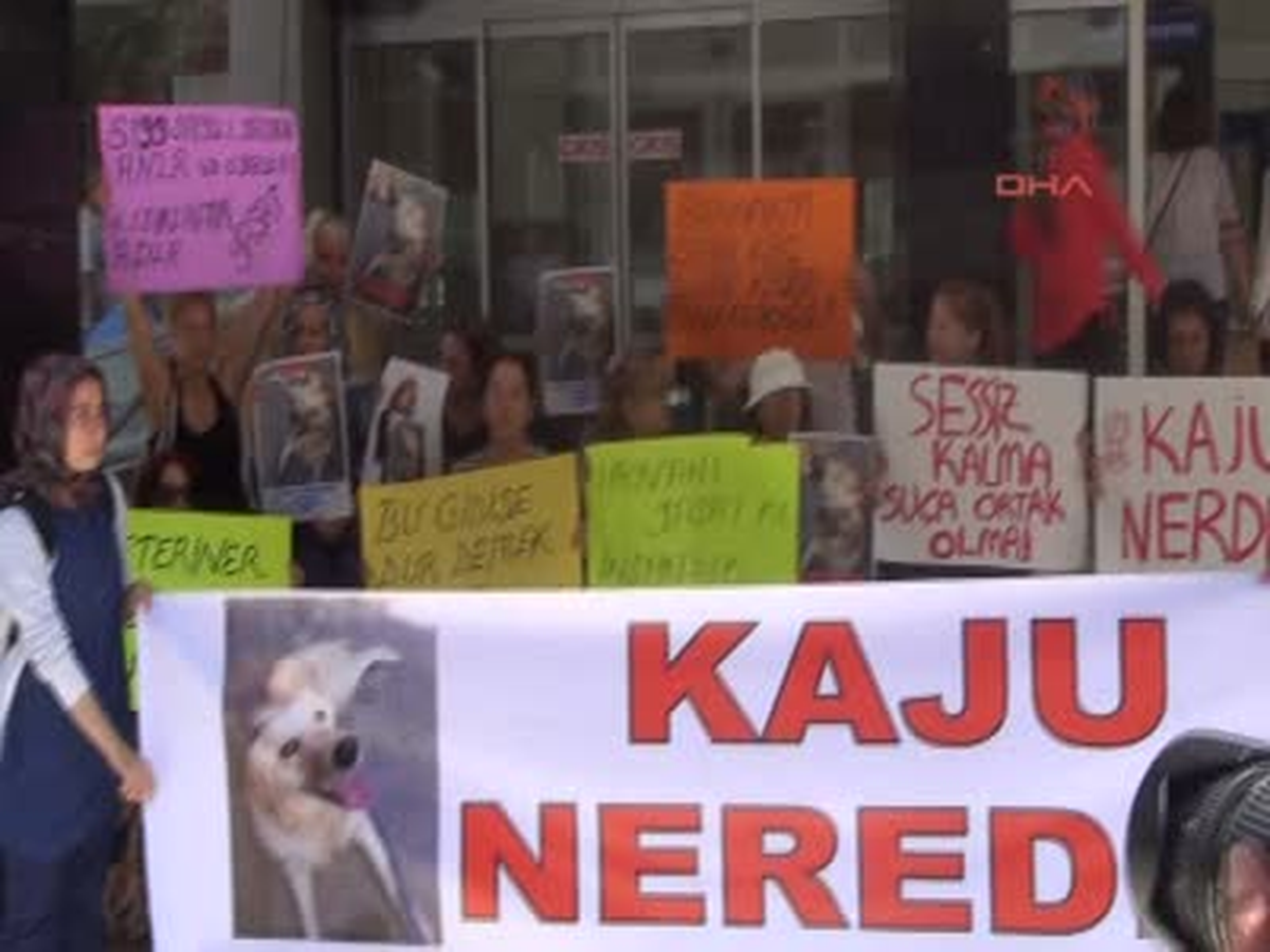 Hayvanseverlerden Belediyeye Tepki: Kaju Nerede?