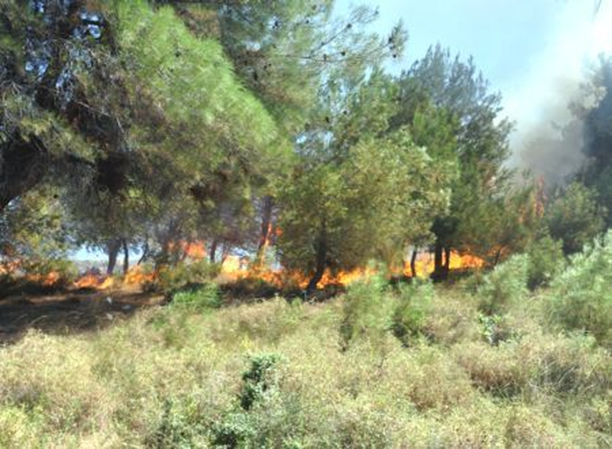 Manisa\'da Orman Yangını