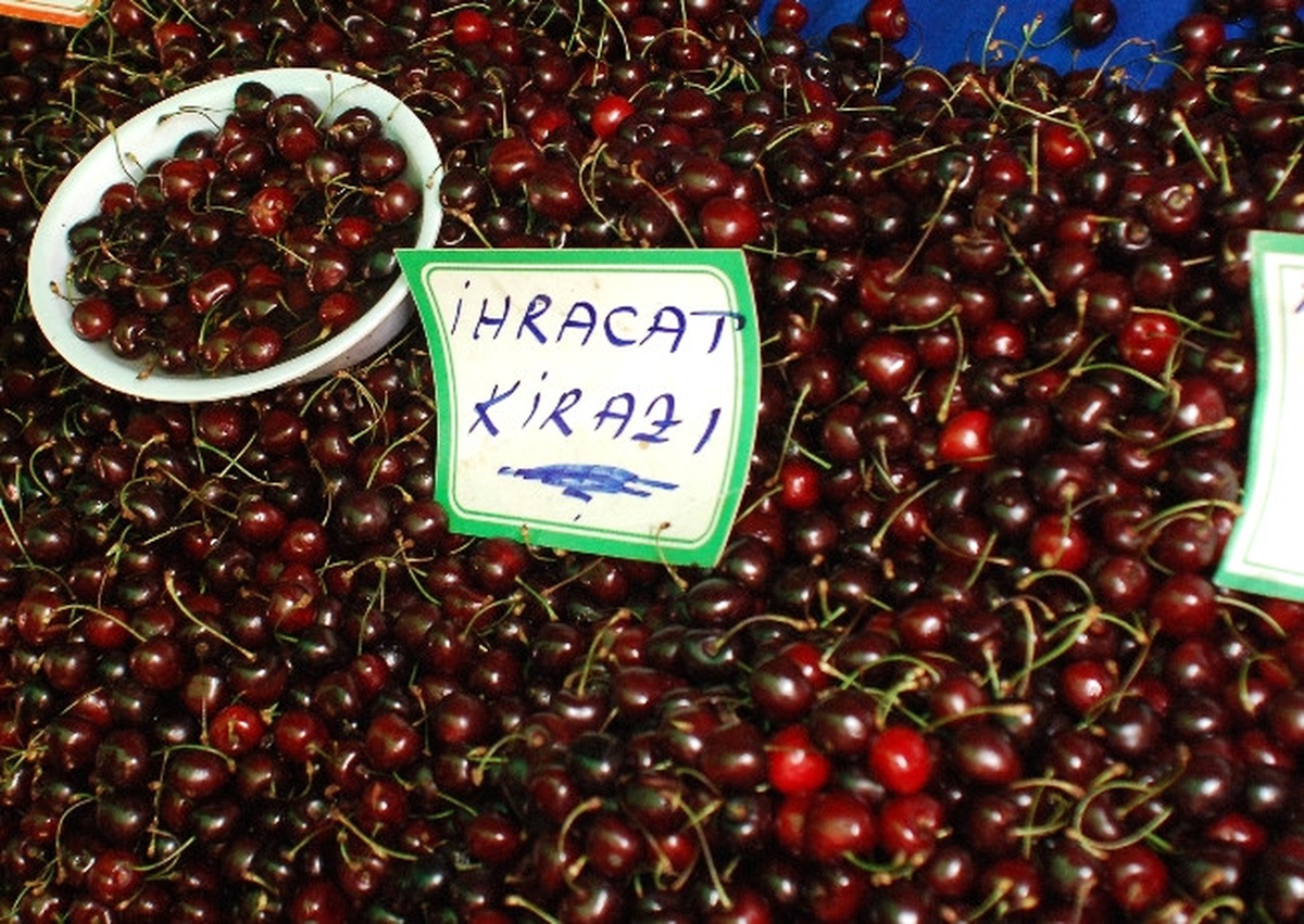 (Özel Haber) Kirazı Üreten De, Satan da Dertli