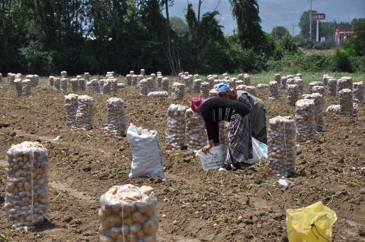 Patates Bu Yıl Altın Çağını Yaşıyor