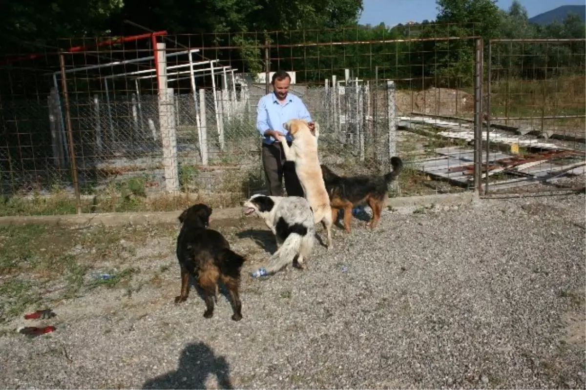 Gökçebey\'de 20 Yıldır Sokak Köpeklerine Bakan Aile