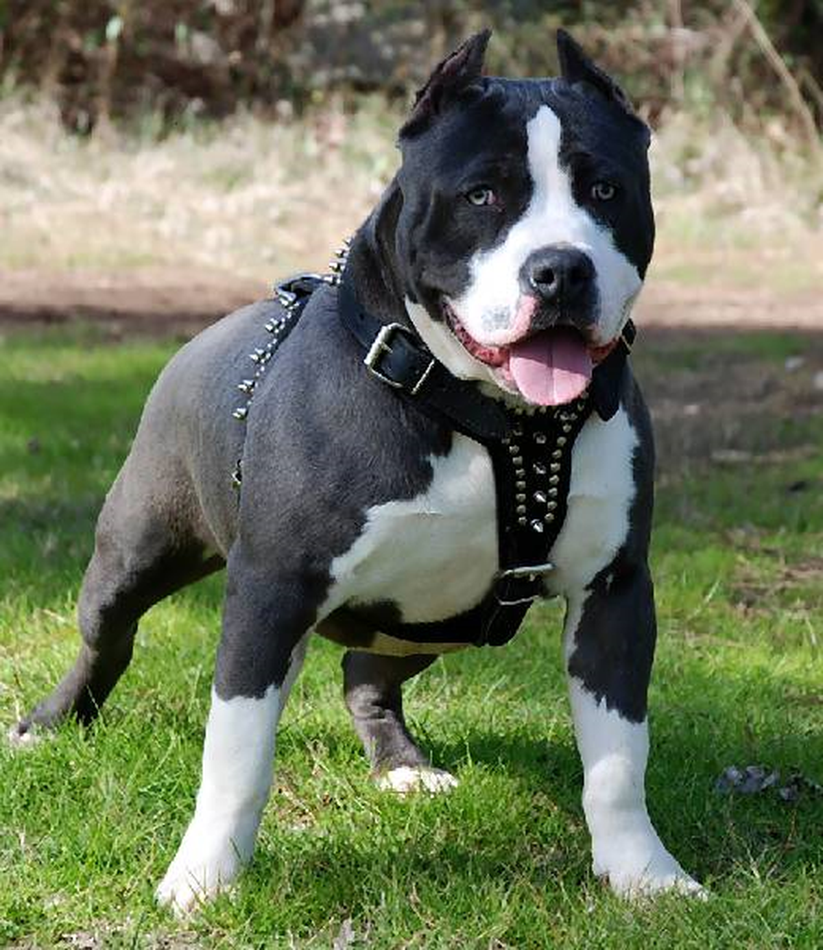 İngiltere\'de "Tehlikeli Köpeklere" Sıkı Denetim