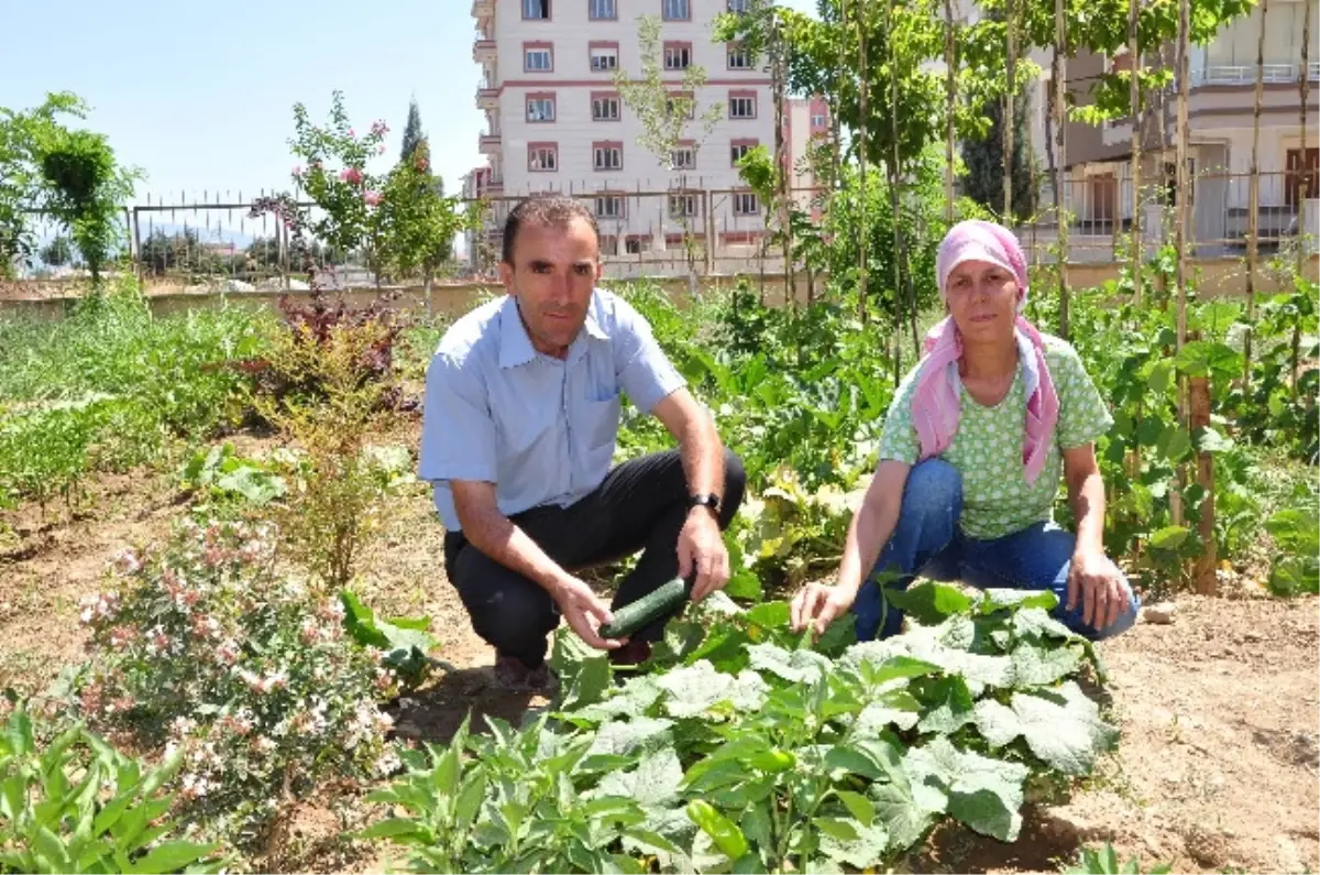 Organik Hobi Bahçesi Fatma Abla\'ya Emanet