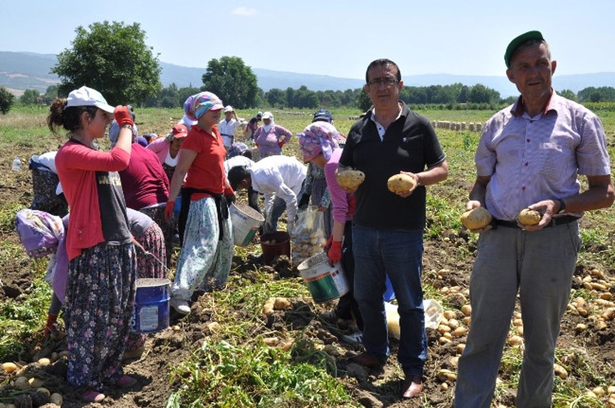 Patates Üreticisinin Yüzü Gülüyor