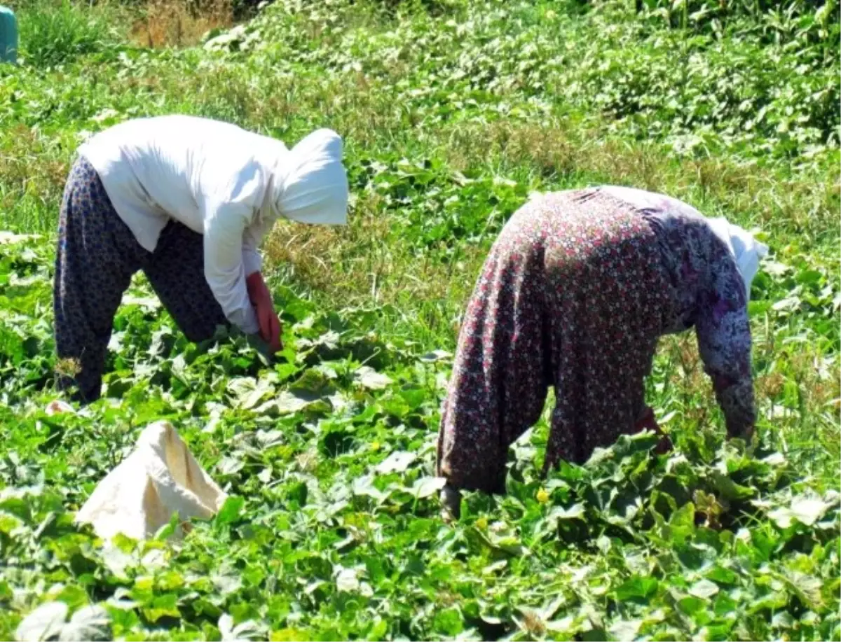 40 Derece Sıcağın Altında Ekmek Mücadelesi