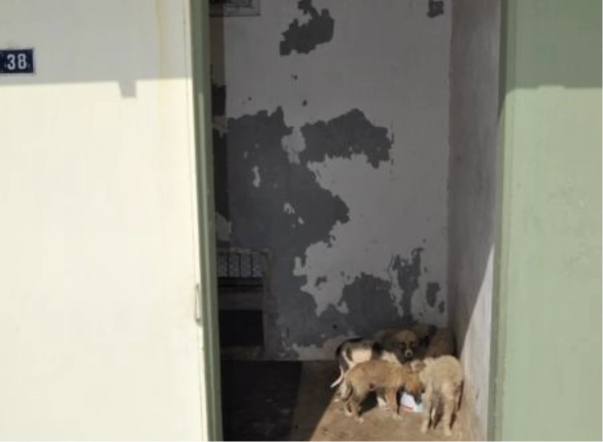 Afyonkarahisar\'da Anneleri Ölen Yavru Köpekler