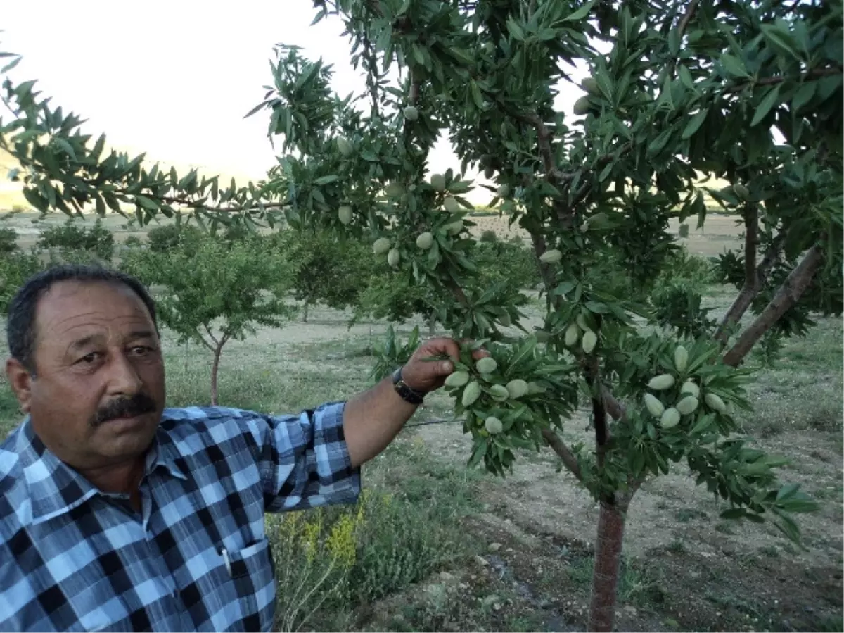 Badem Ağacı Sayısı Her Geçen Gün Artıyor