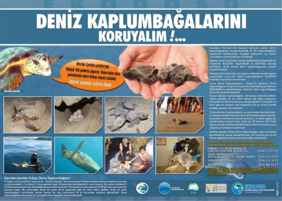 Caretta Caretta\'lar İçin Tanıtım Panosu