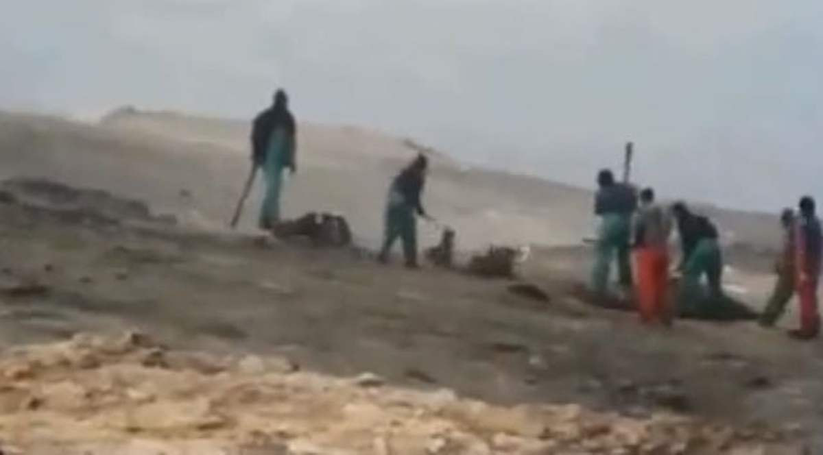 Fok Yavrularını Diri Diri Katlettiler