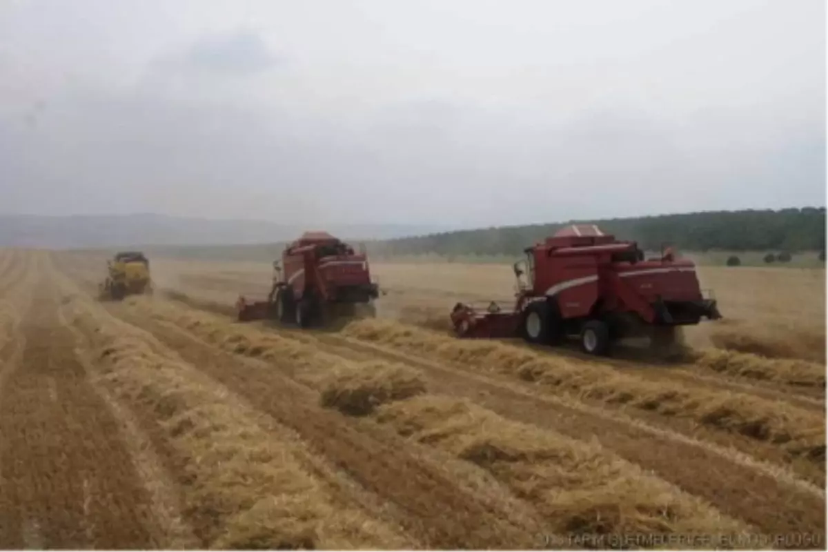 Karacabey Tarım İşletmesinde Hububat Hasadı