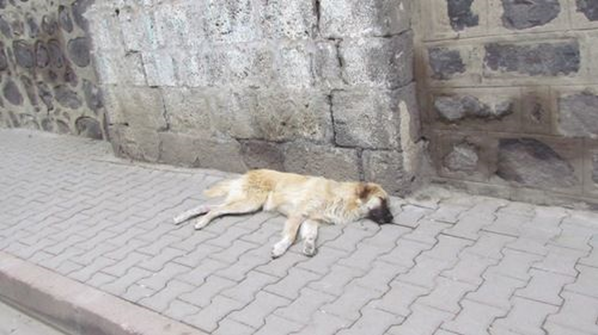 Oyun Oynayan Çocuğa Köpek Saldırdı