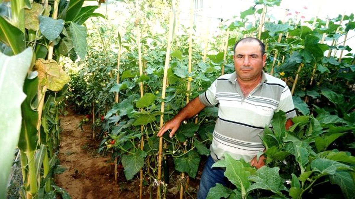 Sarıgöllü Çiftçilerin \'Domuz\' İsyanı
