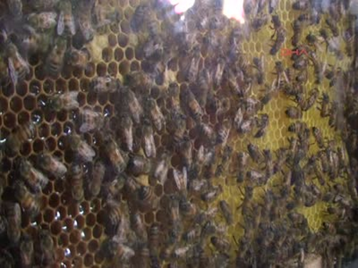 Ücretsiz Baldan Almak İsteyenler Kuyruk Oluşturdu