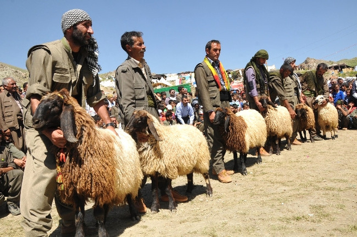 Şırnak\'ta 9. Kuzu Kırpma Festivali Devam Ediyor