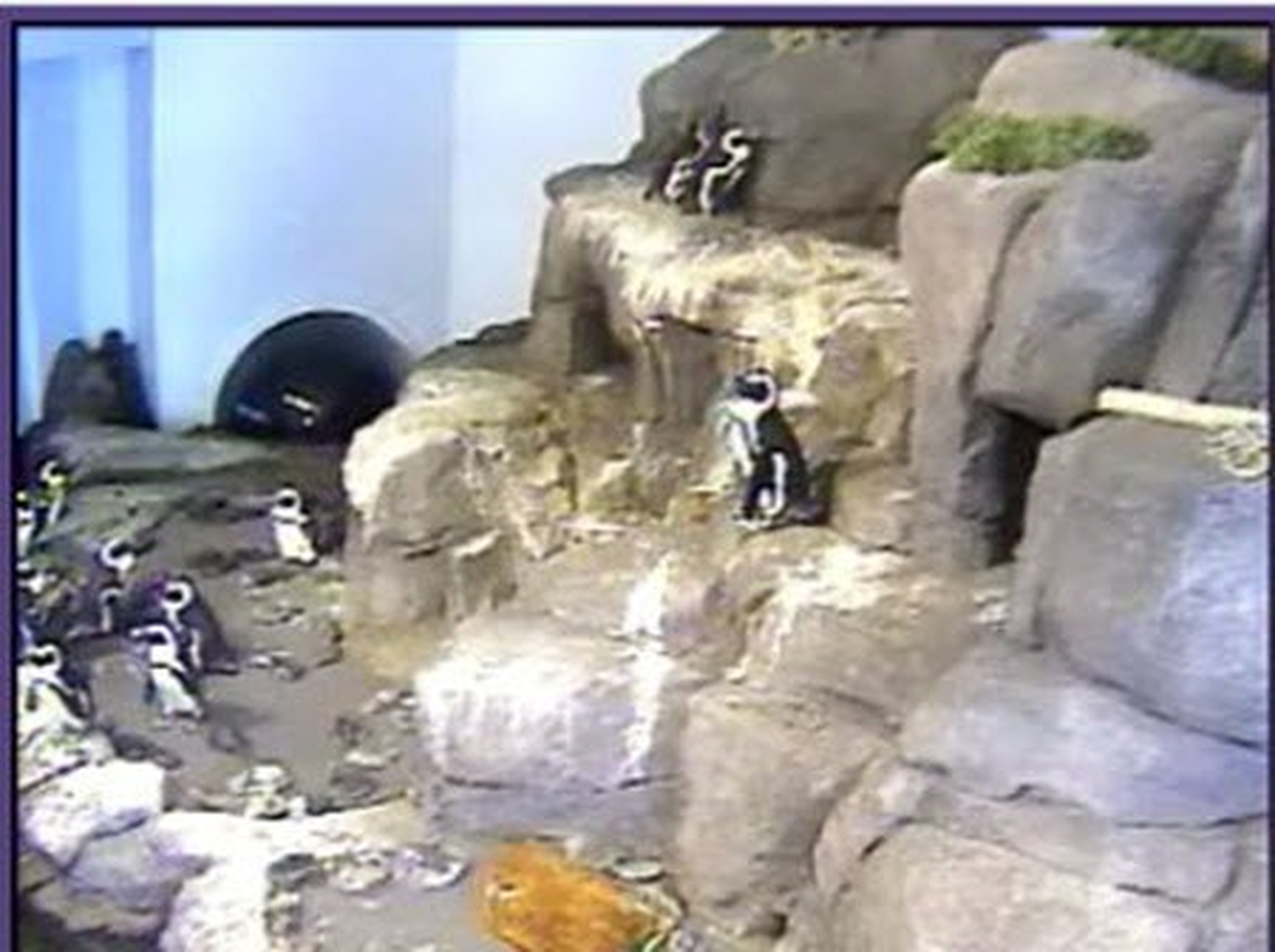 Canlı canlı penguen keyfi!
