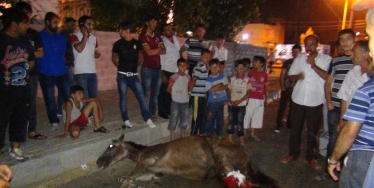 Otomobilin Çarptığı At 4 Saat Bekletildi