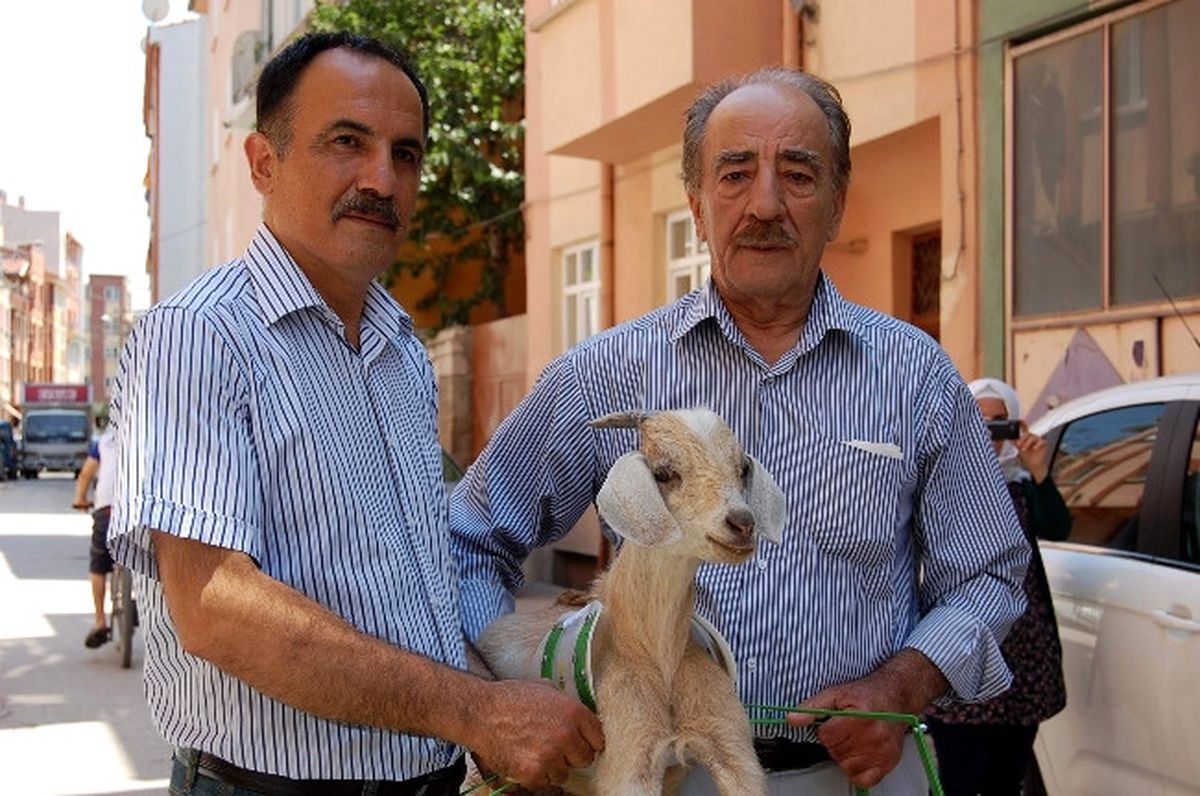 5 Aylık Oğlak Yürümeyi Ortezle Öğrendi