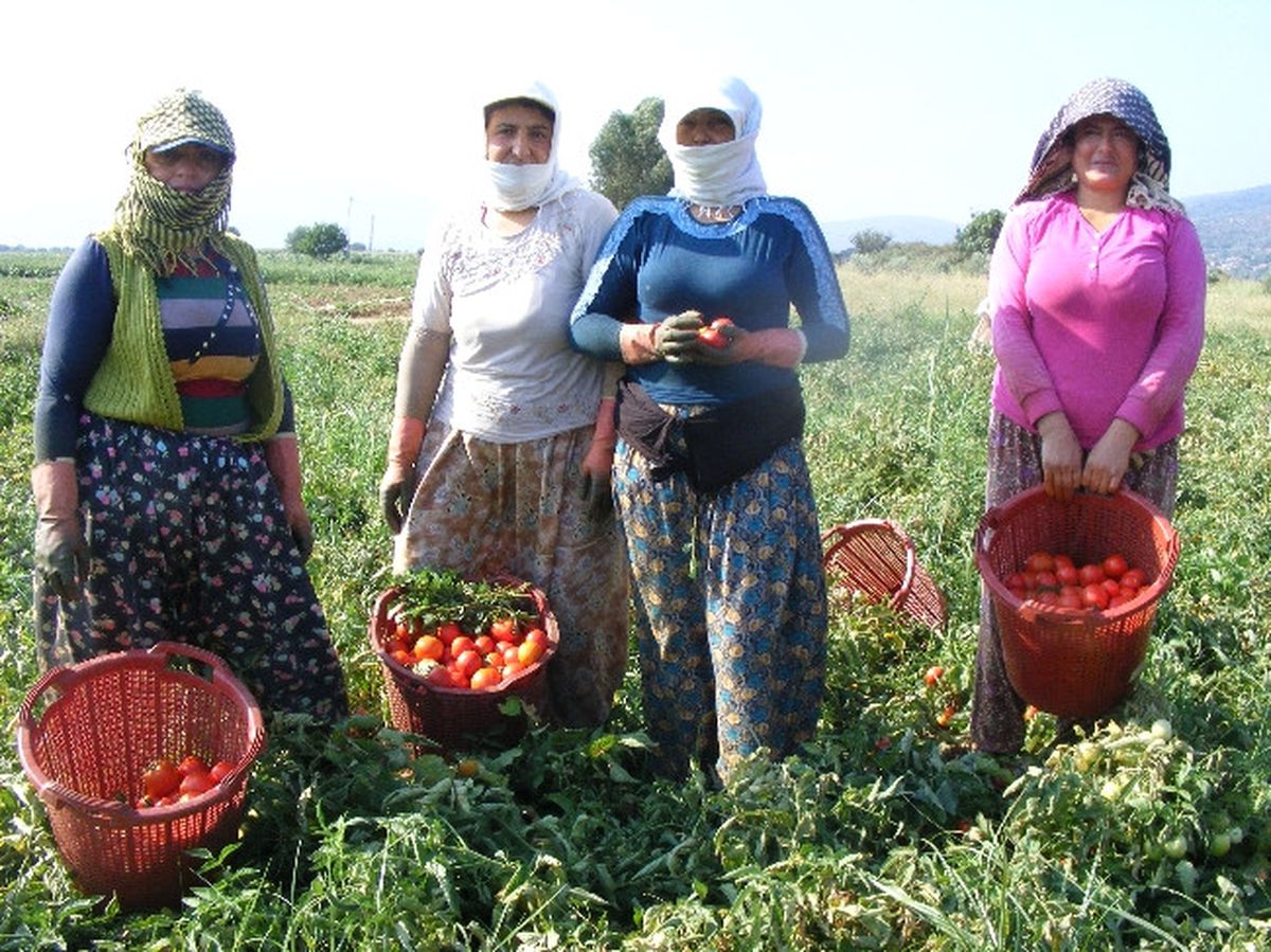 Domates ve Biber Bu Yıl Rekor Kırdı