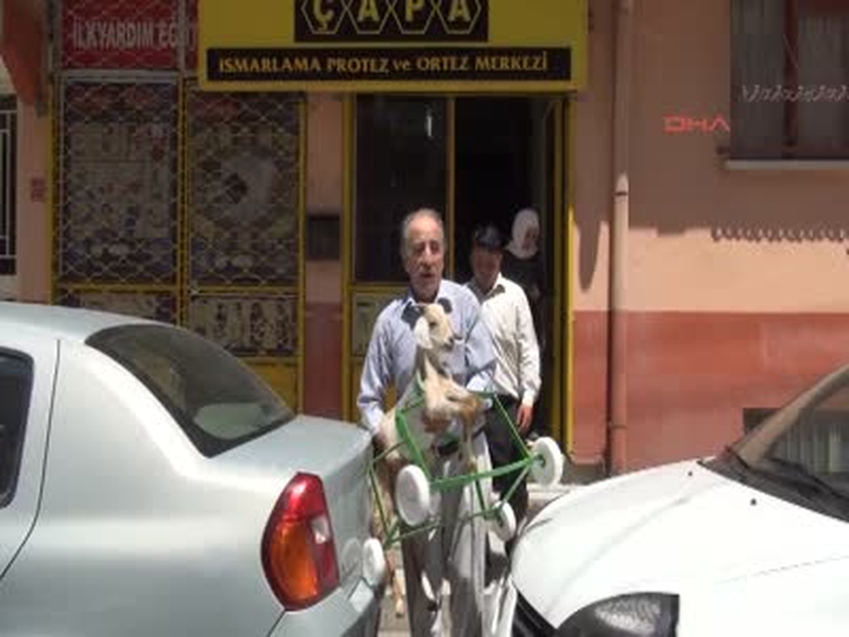 Eskişehir Felçli Oğlağa Ortez Takıldı