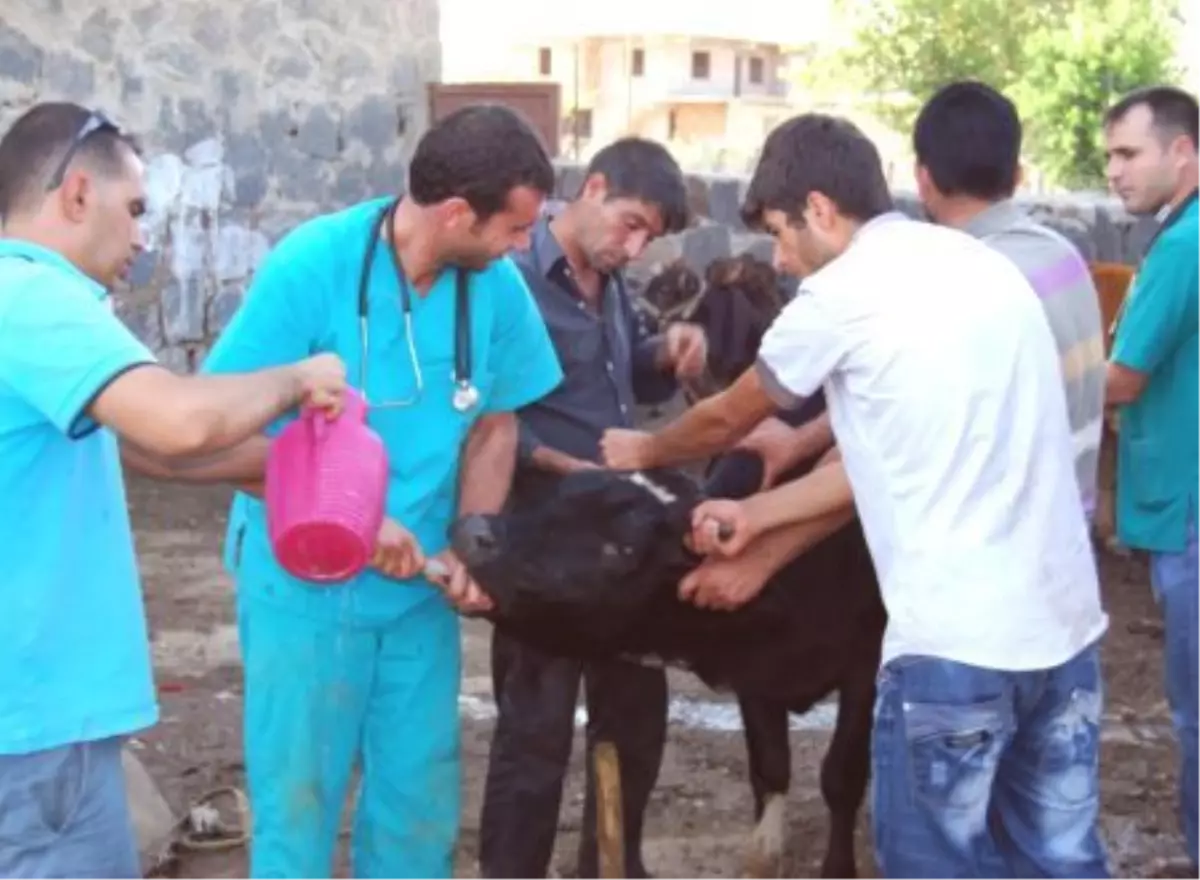 Hasatta Dökülen Arpayı Yiyen Sürü Zehirlendi