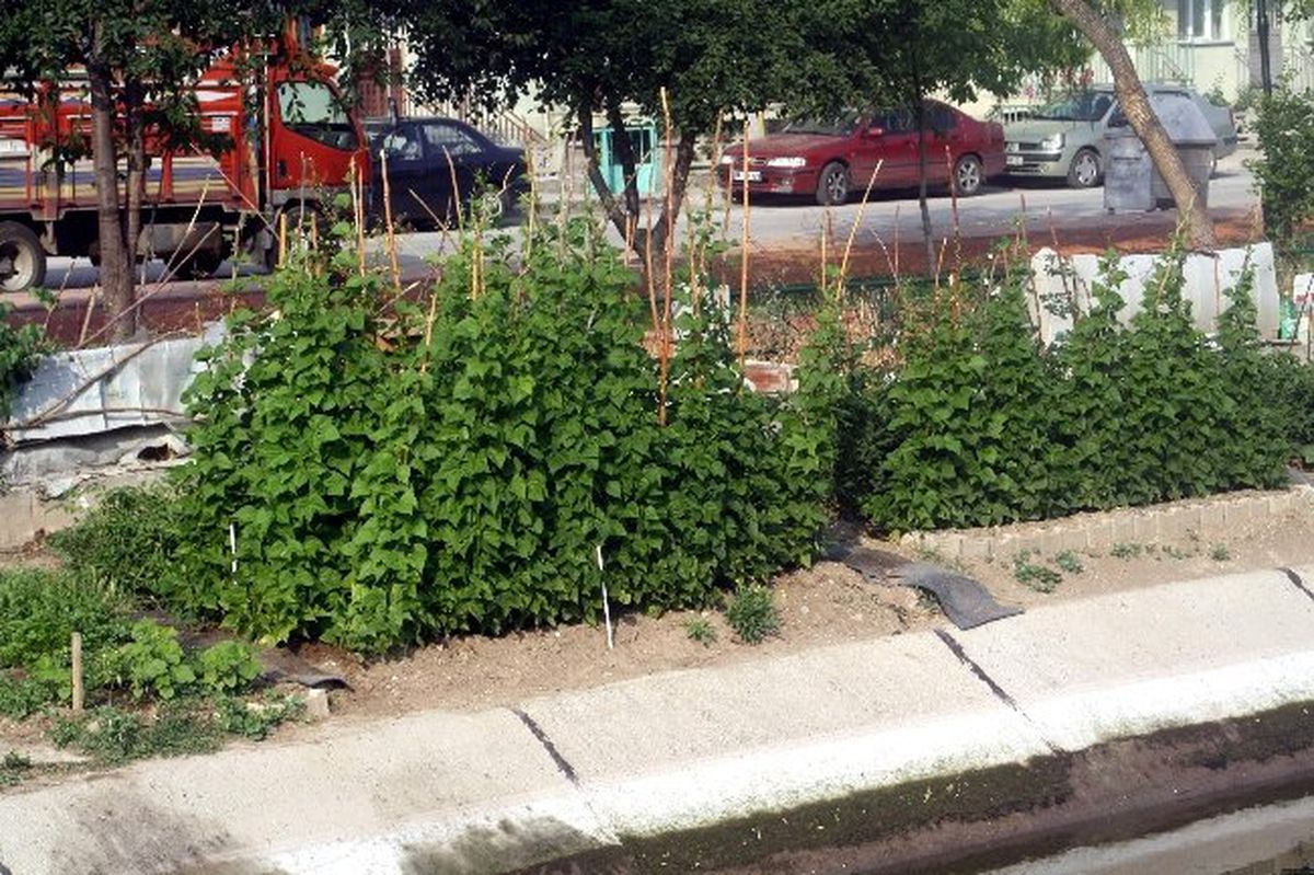Sulama Kanalı Çevresinde Hobi Bahçesi