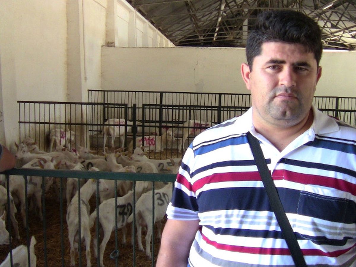 Üniversiteli Keçiler Satışa Çıkarıldı