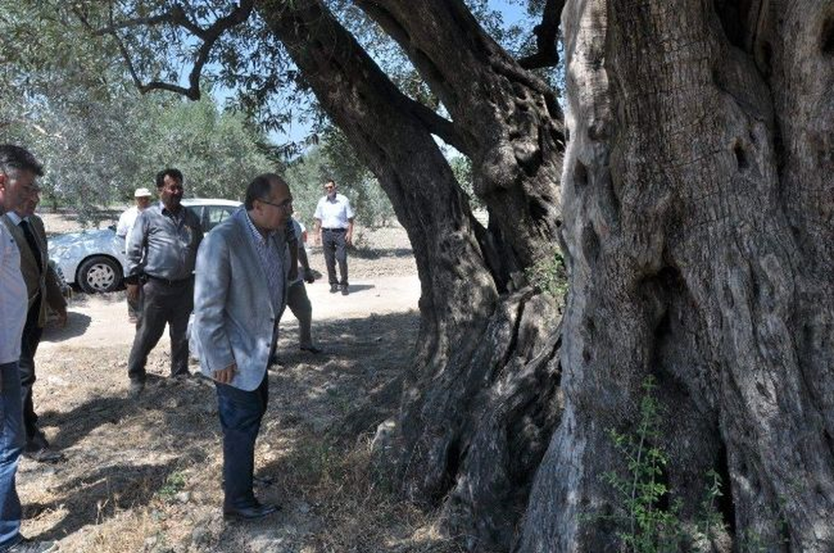 Vali Savaş, Kırkağaç İlçesinde İncelemede Bulundu