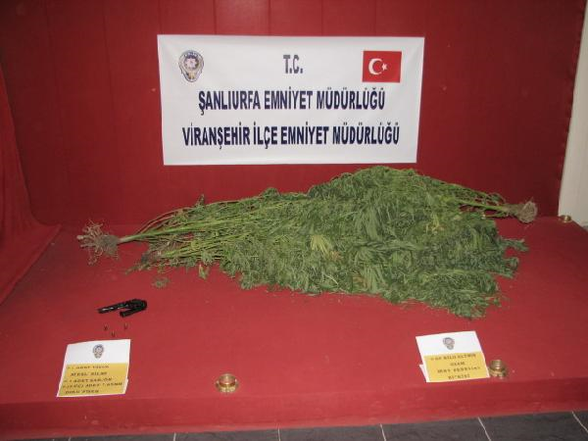 Viranşehir\'de 10 Kilo Hintkeneviri Ele Geçirildi