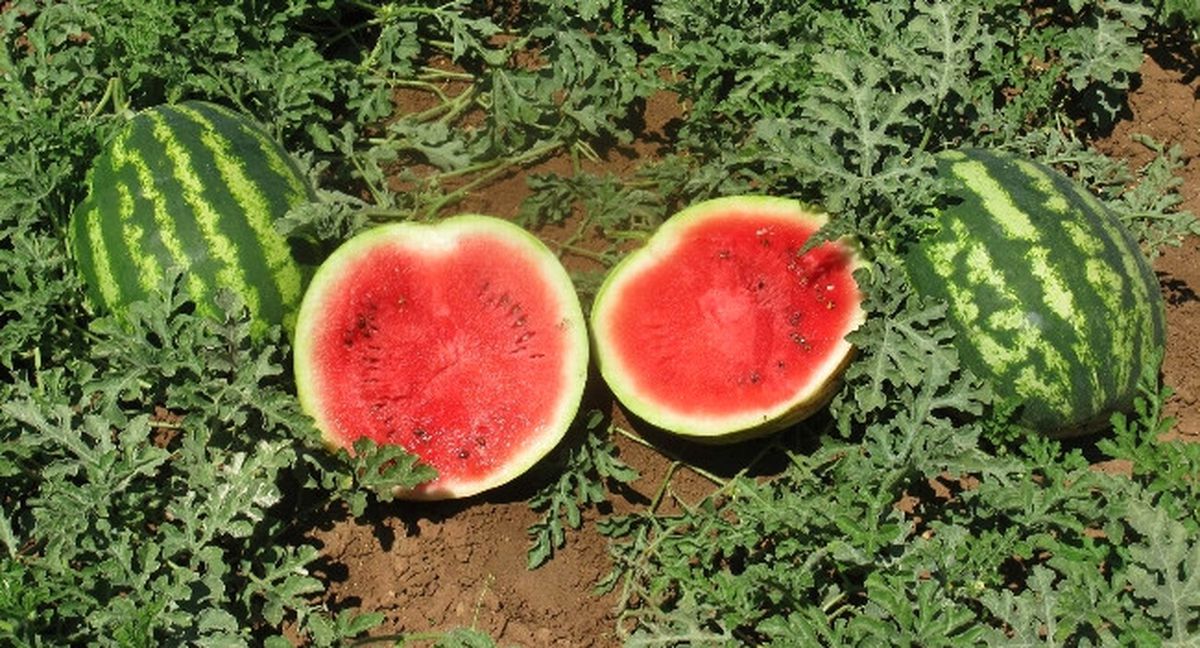 Araban Karpuzu, Ramazan Sofrasında