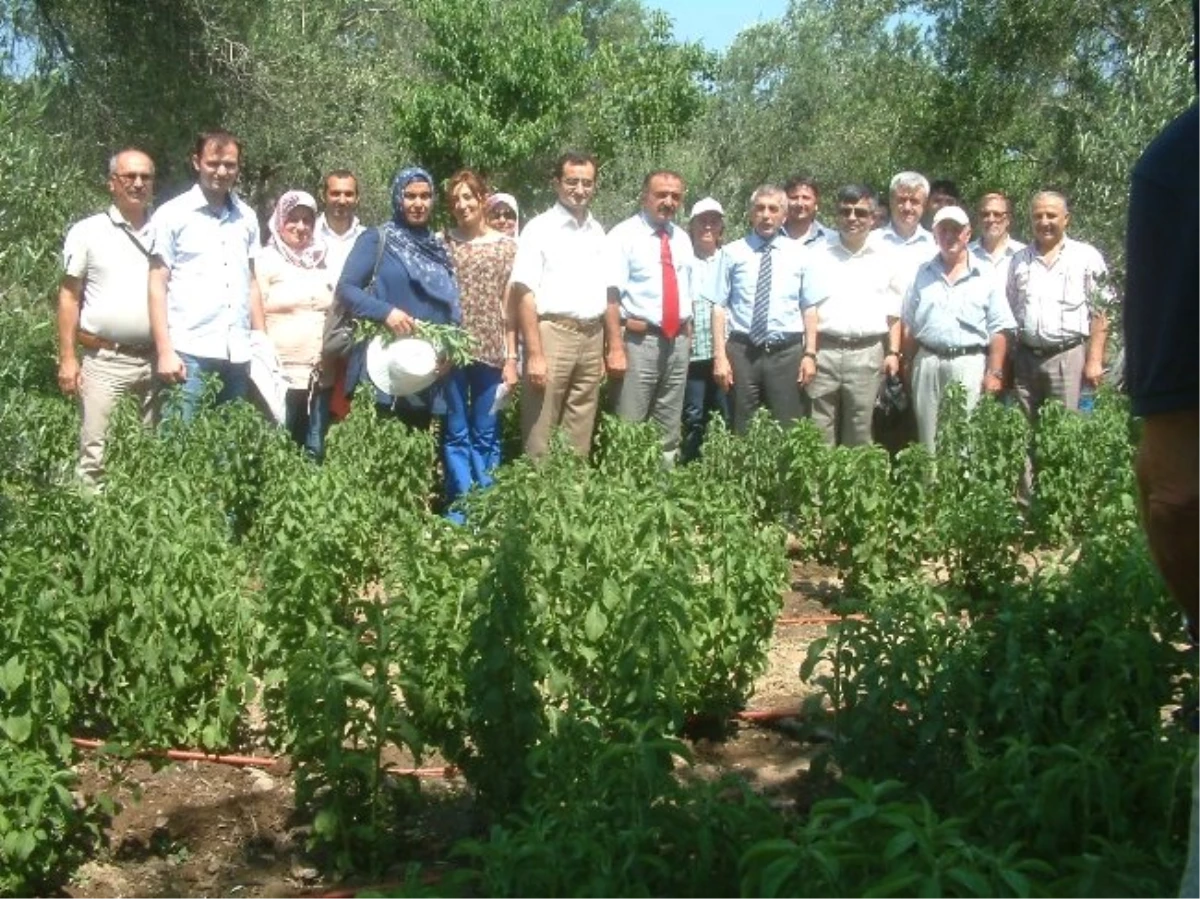 Burhaniye\'de Stevia İçin Tarla Günü Düzenlendi