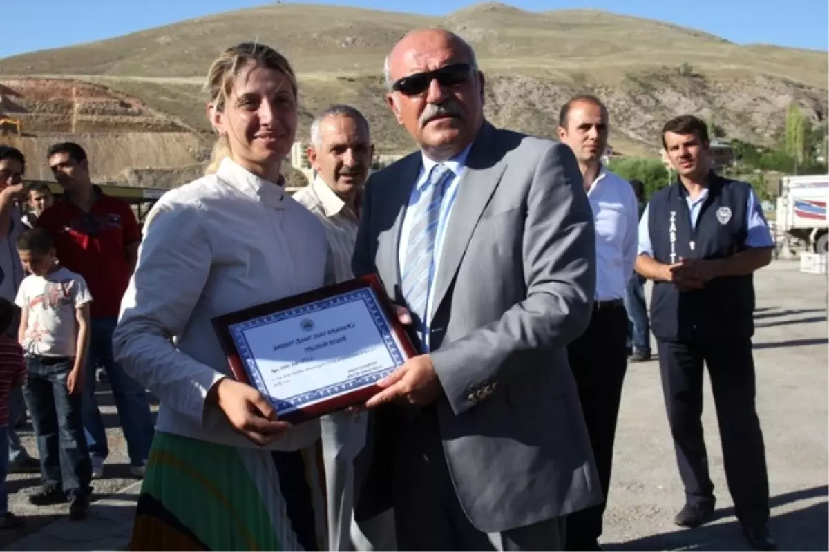 Buzağılar En Güzel Seçilmek İçin Yarıştılar