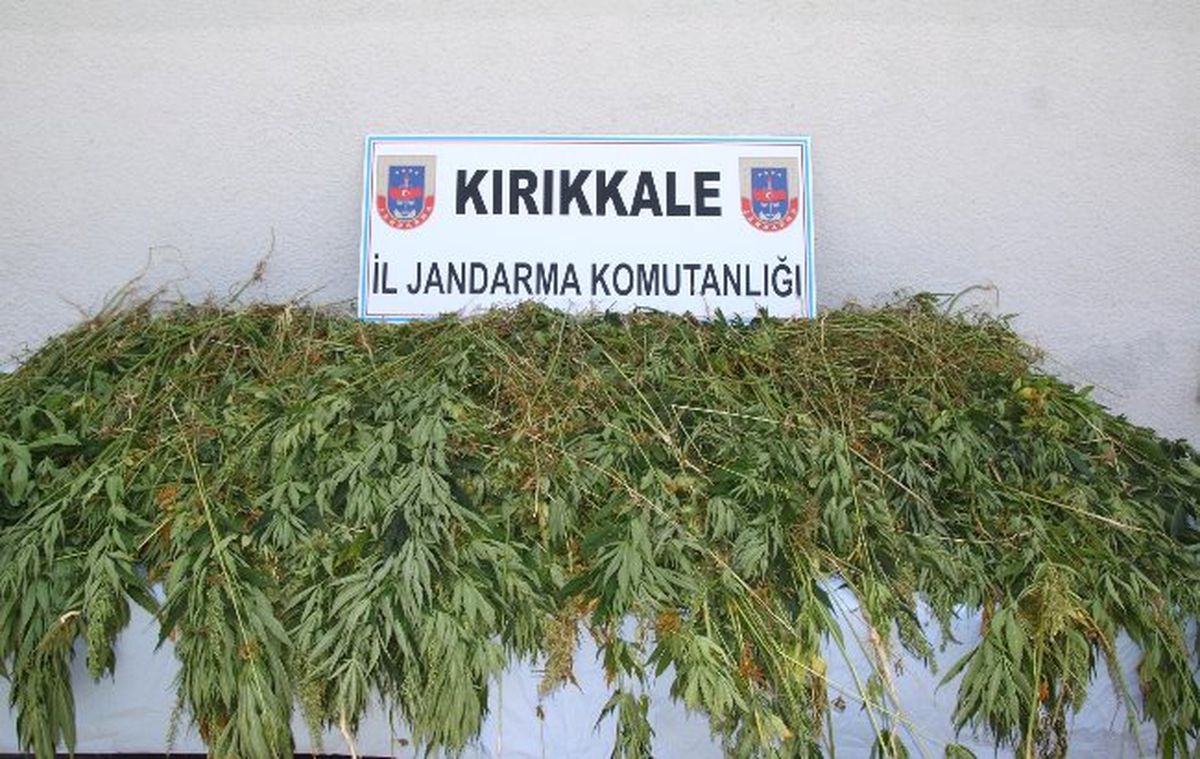 Evinin Bahçesine Kenevir Ekti