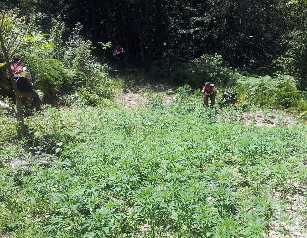 Jandarma 7 Bin Kök Hint Keneviri Ele Geçirdi