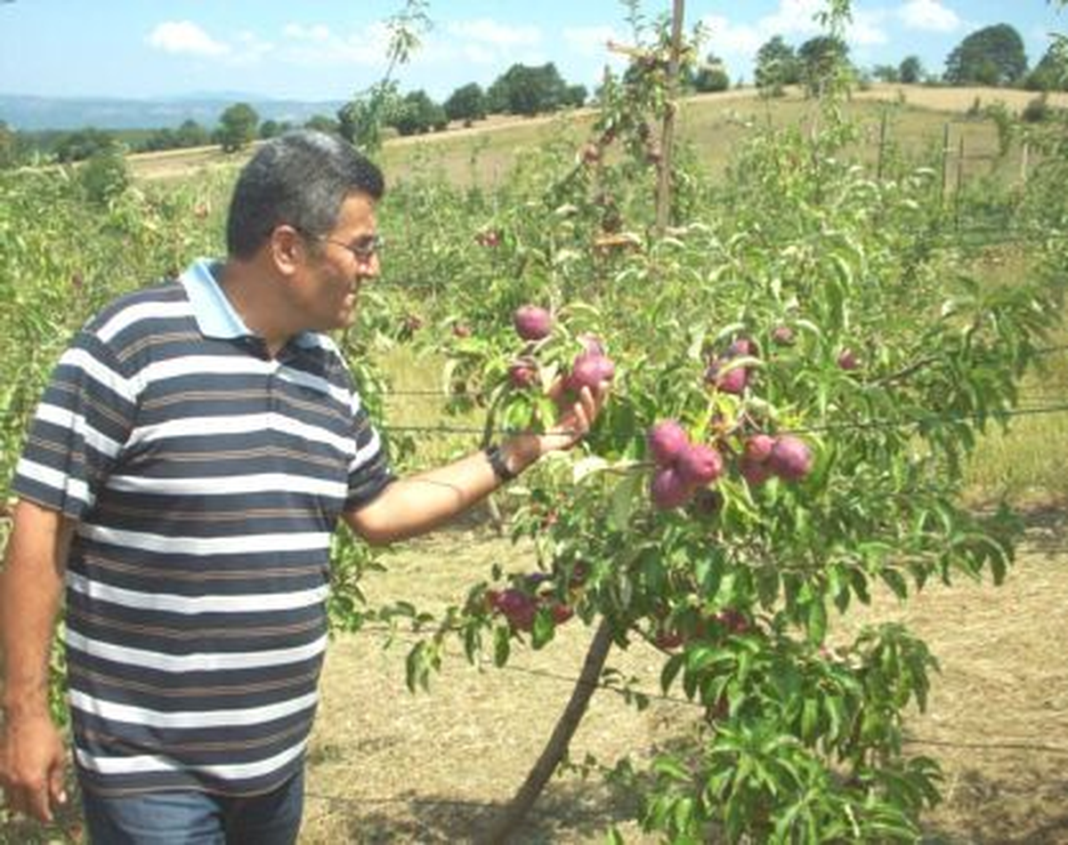 Kavak\'ta Elma Bahçeleri İncelendi