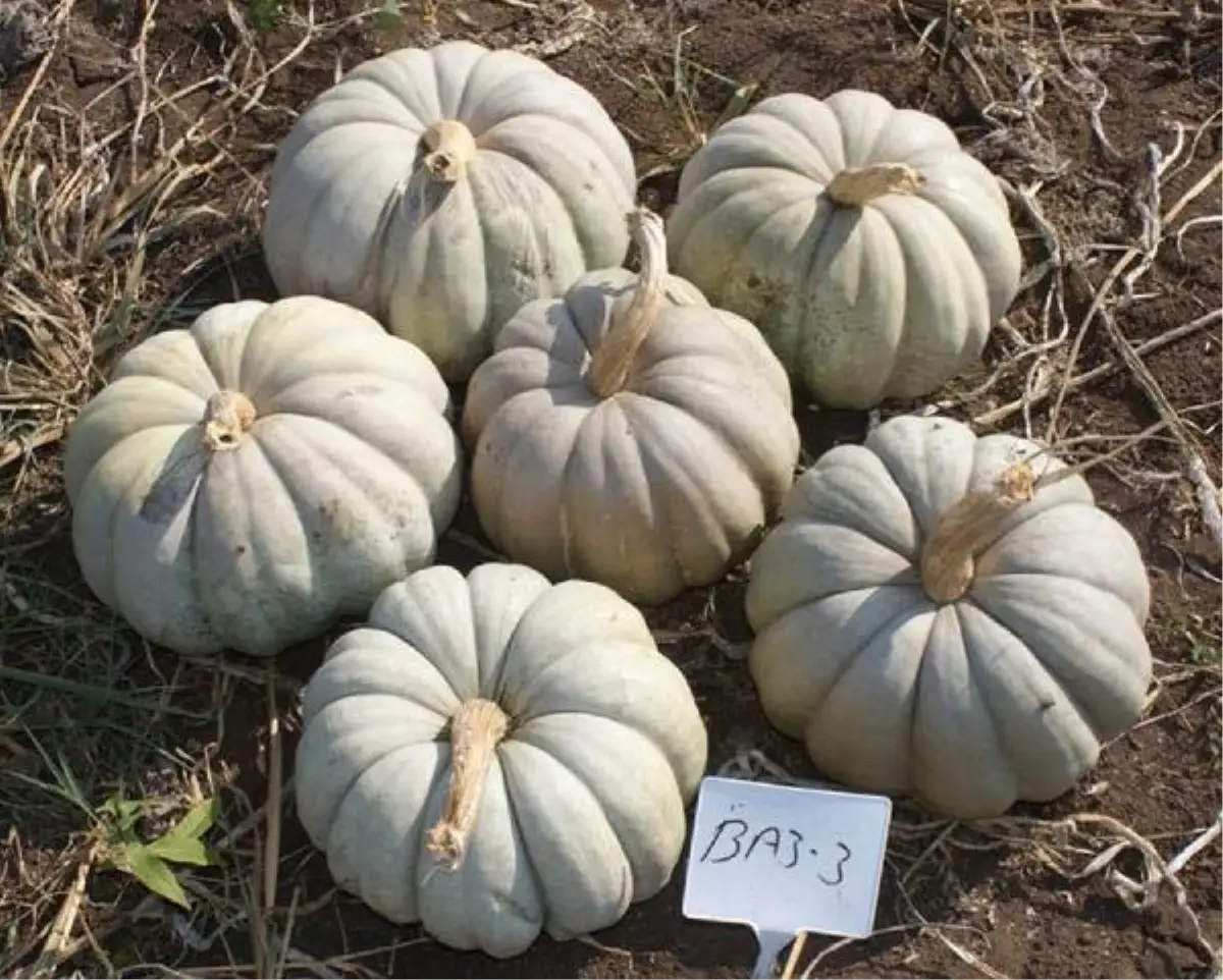 Kestane Kabağında Samsun Üçüncü